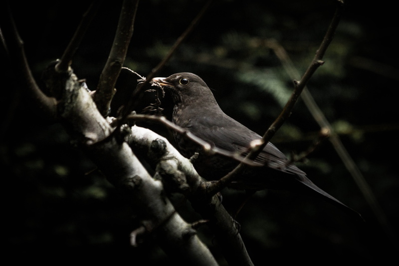 hand, black bird, nature, selective focus, animals in the wild, mammal, outdoors, animal, wildlife, 5K, animal wildlife, branch, monkey, eating, photography