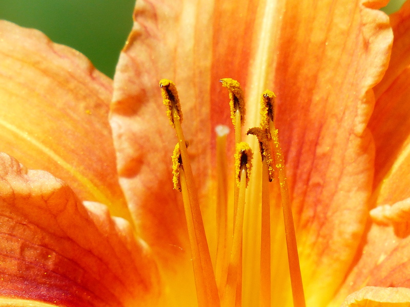animal wildlife, web wardens daylily, orange, yellow red daylily, lily, flowering plant, animal, springtime, vulnerability, stamens, animals in the wild