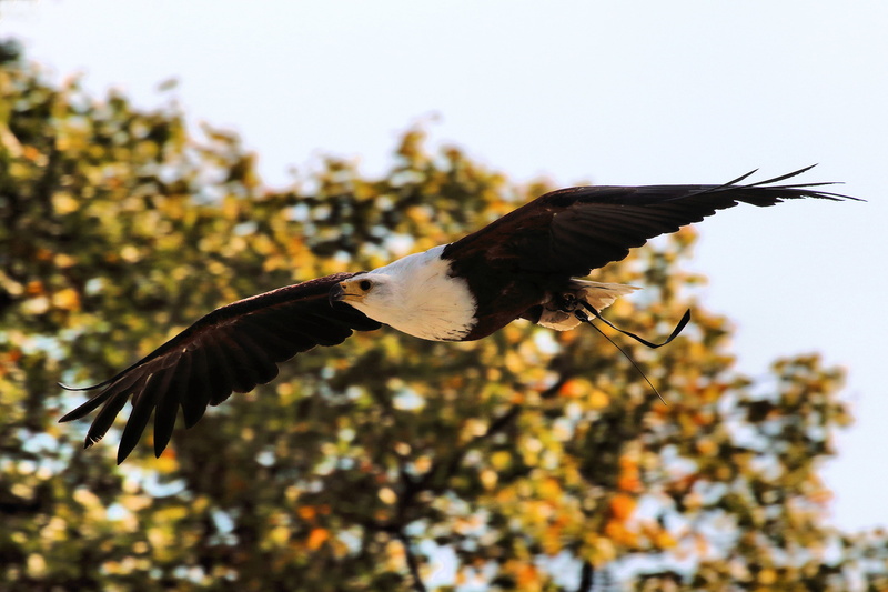 eagle - Bird, green leaf, flying, animals In The Wild, animal, eagle, Bedfordshire, Fayre, nature, Steam, leaf, bird of Prey, near, green, animal Wing