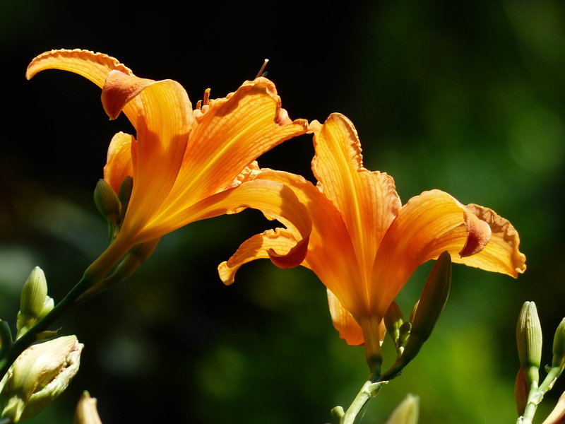 flowering plant, yellow red daylily, blossom, Lilies, botany, beauty in nature, web wardens daylily, pollen, petal, vulnerability, lily, growth, brown red daylily