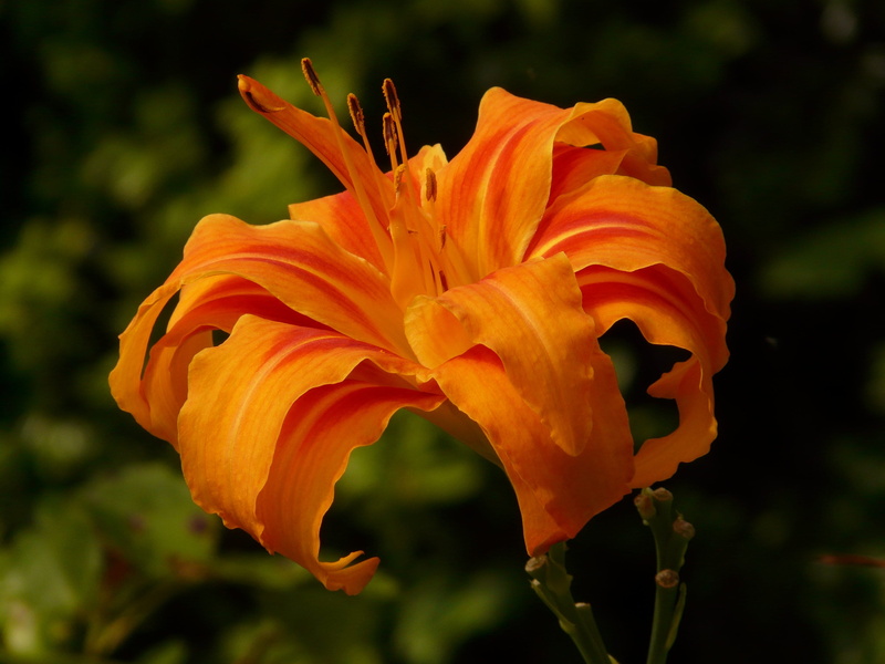 beauty in nature, pollen, daylily, brown red daylily, photography, growth, freshness, hemerocallis, orange color, flower, petal, close-up, orange, web wardens daylily