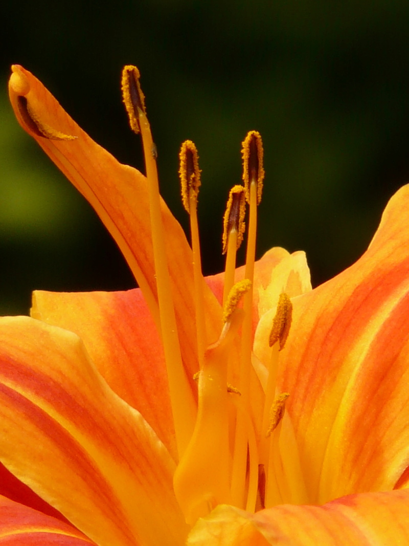 petal, beauty in nature, orange color, botany, freshness, bloom, fragility, anther, orange, flower head, pollen, growth, garden, vulnerability, daylily