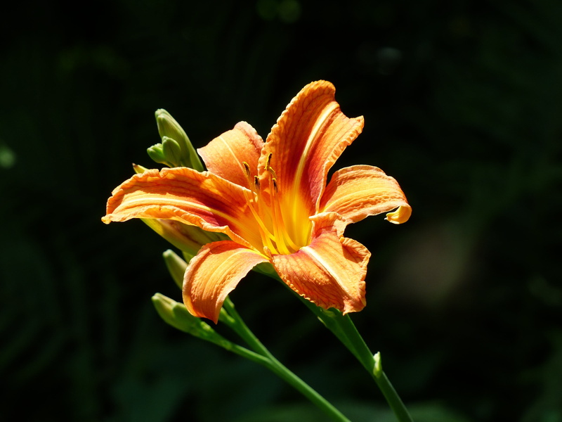 bloom, day lily, flower, inflorescence, beauty in nature, hemerocallis fulva, vulnerability, hemerocallis, 4K, no people, daylily, focus on foreground