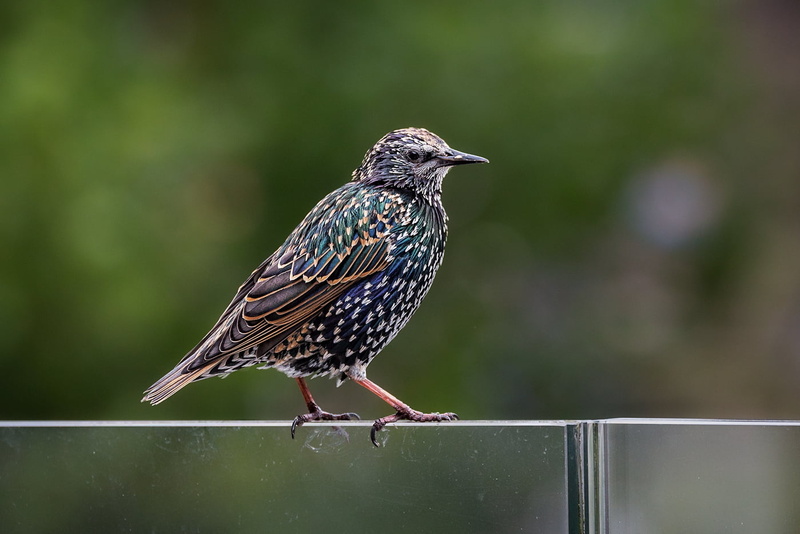 focus, shallow, beak, den, animal, 720P, blue bird, wildlife, Steve  Higgins, Birmingham, outdoors, bird, nature, brown, bird Watching, feather, starling
