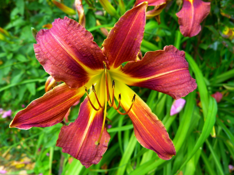 close-up, 4K, garden, day lily, hemerocallis fulva, vulnerability, freshness, beauty in nature, pollen, yellow, web wardens daylily, growth, lily, petal