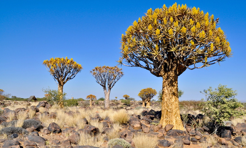 arid climate, plant, 4K, no people, growth, quiver tree, scenics - nature, blue, tranquil scene, sky, tree, clear sky, sunlight, semi-arid, outdoors, tranquility