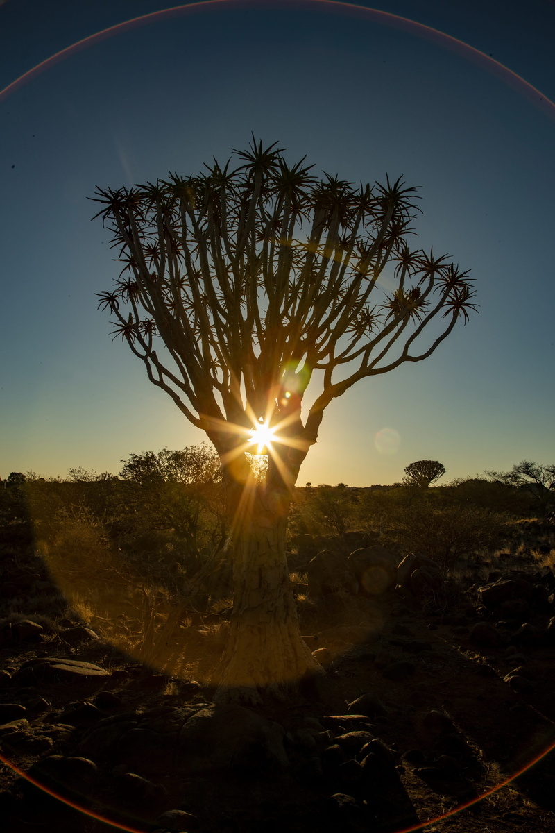africa, no people, scenics - nature, landscape, land, evening sky, growth, light reflections, outdoors, lens flare, wilderness, travel, tree, sunset, quiver tree