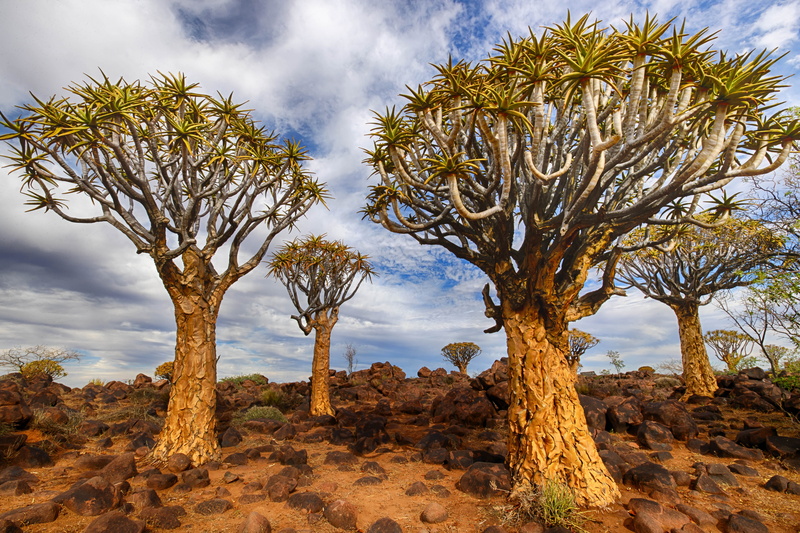 Keetmanshoop, Namibia, 5K, Quiver Tree