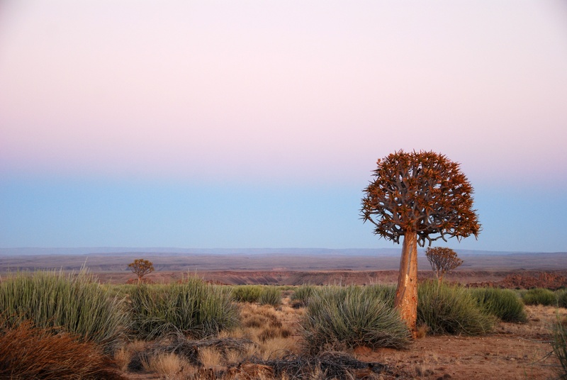 beside, quiver tree, nature, africa, copy space, red, environment, 4K, growth, plant, leafed, outdoors, horizon, non-urban scene, sky, beauty in nature