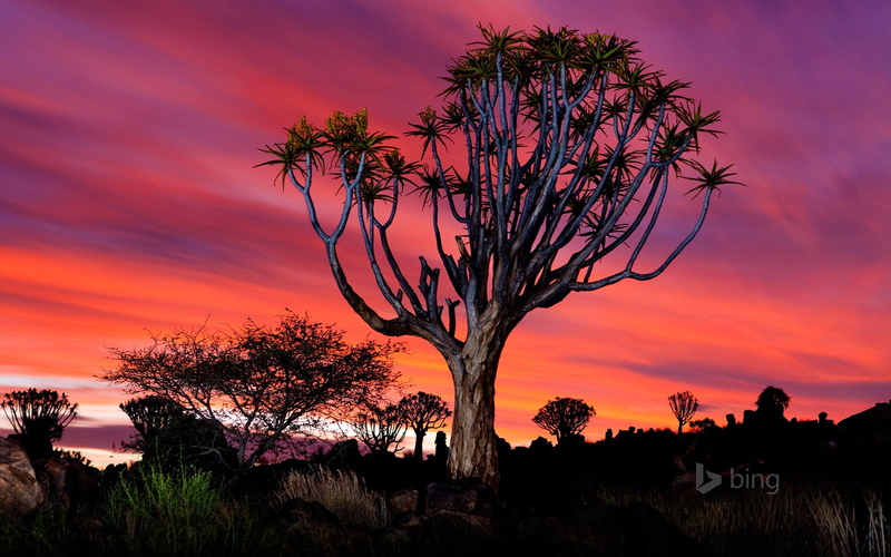 namibia, sunset, bing, tree, no people, tranquility, silhouette, sky, field, landscape, tranquil scene, beauty in nature, non-urban scene, scenics - nature