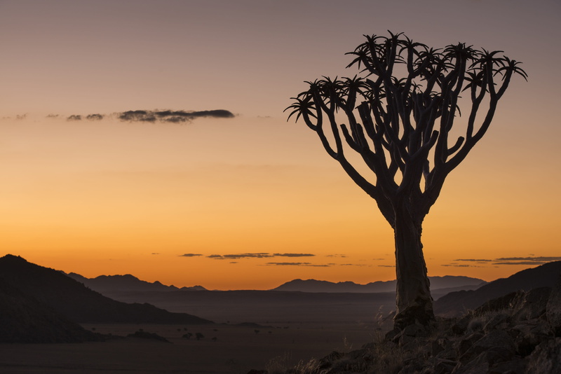 arid climate, quiver tree, scenics - nature, mountain, remote, landscape, desert, climate, environment, idyllic, land, travel, non-urban scene, orange color