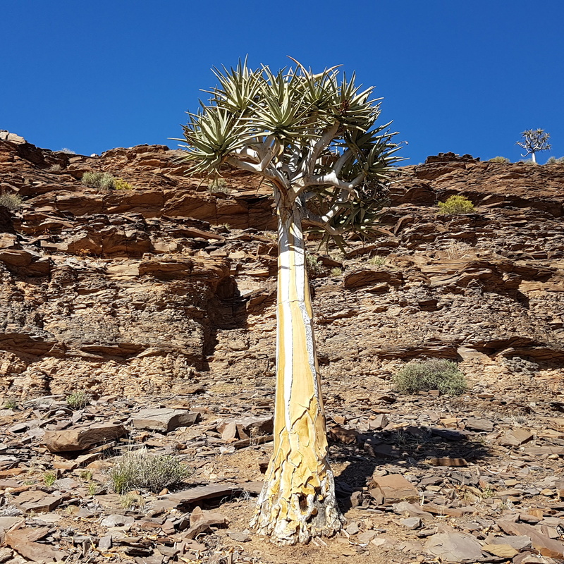 sunlight, clear sky, desert, outdoors, tree, land, Quiver Tree, rock - object, tranquility, no people, 2K, Arrows, climate, eroded, Bushman, rock formation
