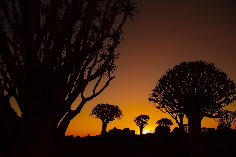 landscape, silhouette, beauty in nature, namibia, environment, mood, sky, low angle view, travel, tranquil scene, tranquility, sunset, 4K, dark, tree trunk