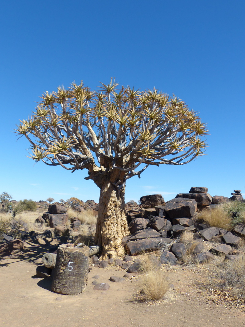 Quiver Tree, scenics - nature, landscape, day, Nature, rock, climate, sky, no people, rock - object, desert, tree, sunlight, 4K, growth, outdoors, tranquility