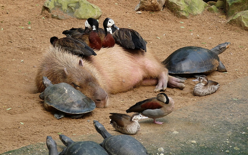 Animal, Turtle, 1080P, Duck, Capybara