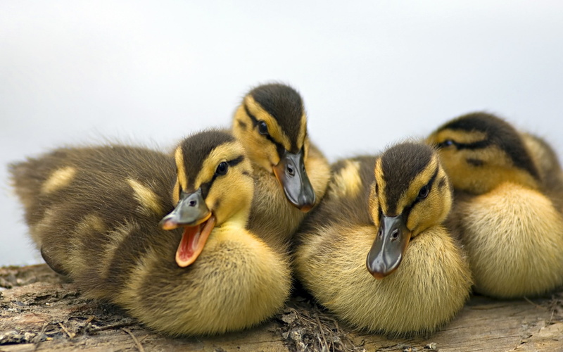 birds, 1080P, animals, duck
