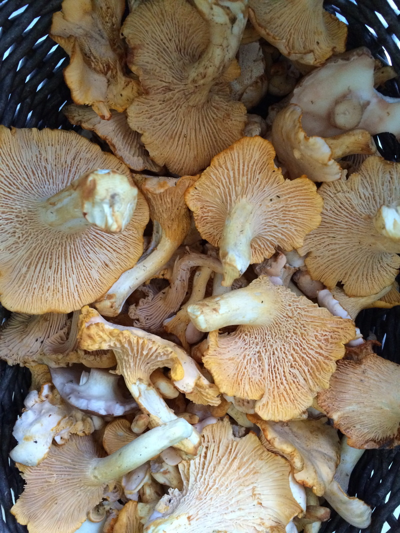 food, day, chanterelle mushrooms, marine, 2K, animal wildlife, edibles, high angle view, full frame, sea life, mushroom, wellbeing, indoors, summer, sweden