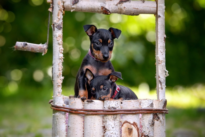 Dog, Bokeh, Dogs, 1080P, Puppy, Baby Animal, Pet, Doberman Pinscher