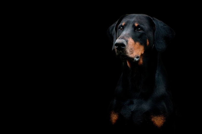 dark, domestic, 1080P, indoors, vertebrate, black color, studio shot, Dog, animal eye, domestic animals, Muzzle, animal, purebred dog, black background