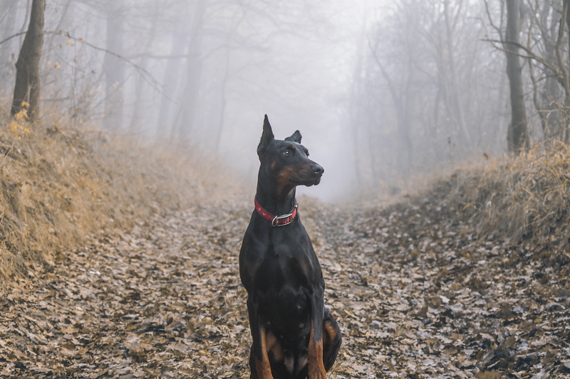 Doberman Pinscher, 4K, Dogs
