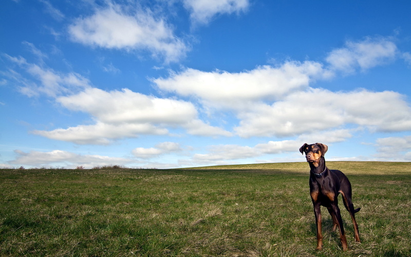 sunlight, livestock, animal themes, sky, rural Scene, beauty In Nature, outdoors, horse, animal, canine, ranch, farm, summer, pinscher, pets, dog, environment