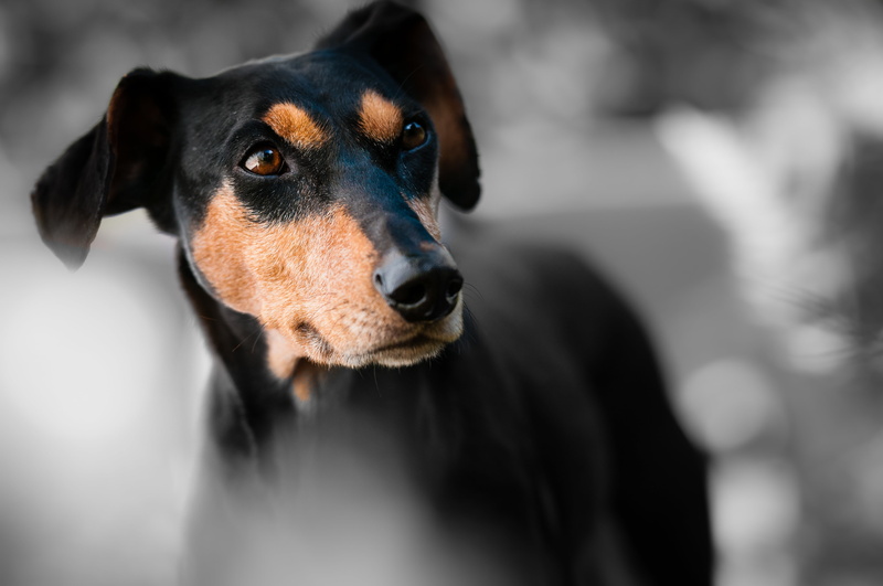 purebred dog, animal eye, 4K, pinscher, animal themes, tan, black, looking away, miniature pinscher, rottweiler, adult, looking, dog, animal body part