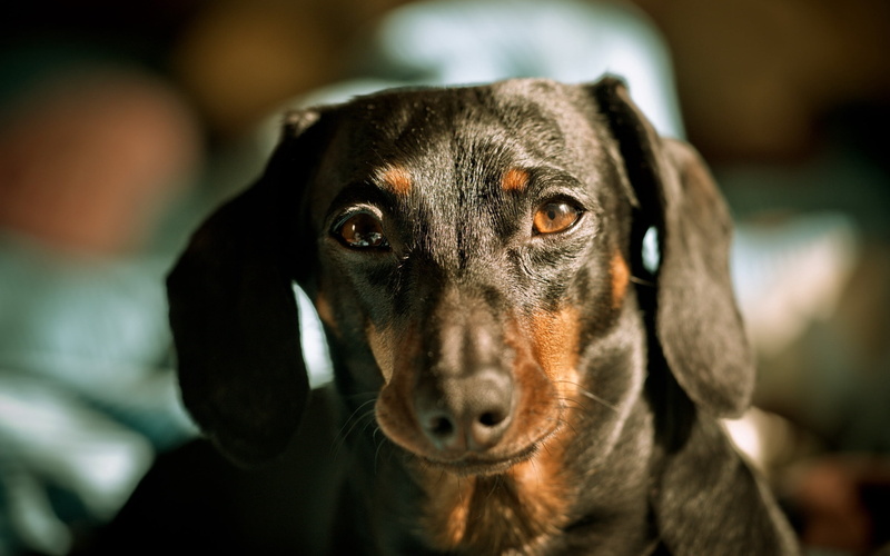 portrait, looking, black color, doberman Pinscher, 2K, tan, puppy, miniature Pinscher, vertebrate, domestic, mammal, pets, canine, indoors, no People