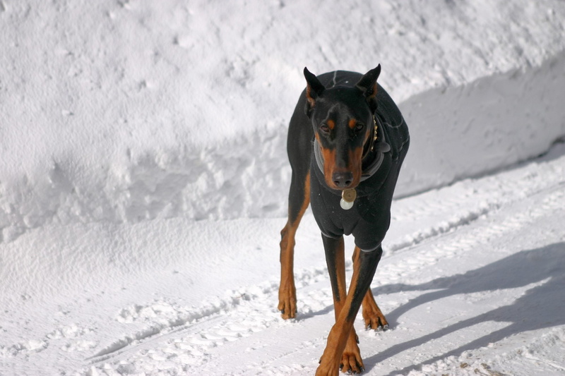 animal themes, Pinscher, domestic, no people, 1080P, winter, covering, canine, snow, vertebrate, domestic animals, outdoors, mammal, Doberman, dogs, day