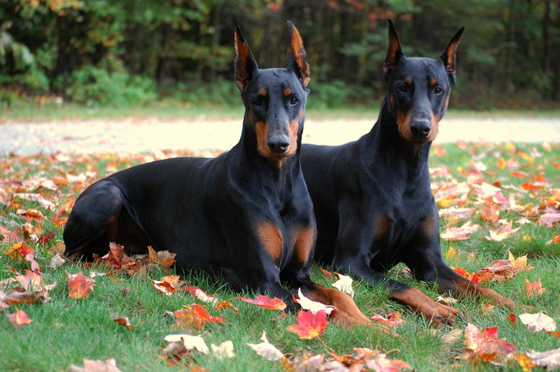 dogs, doberman, 2K, pinscher, dog