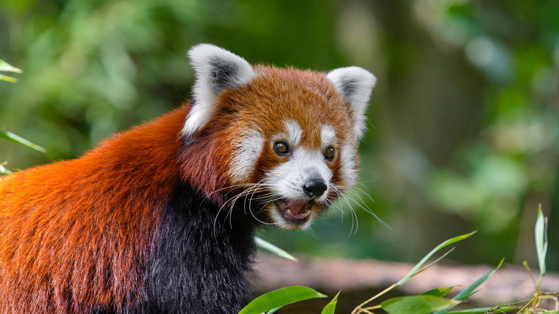 looking, vertebrate, leaves, animals in the wild, animal wildlife, animal themes, mammal, nature, plant, panda, looking away, panda - animal, red panda