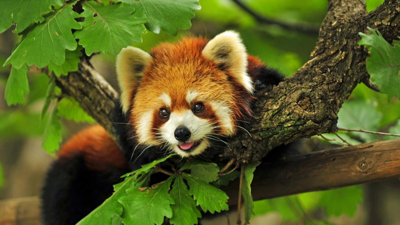 nature, red panda, animals, 1080P