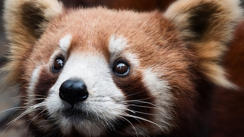 animal, close-up, animal themes, animal hair, no people, hair, animal body part, day, animal eye, animals in the wild, snout, animal head, one animal, whisker