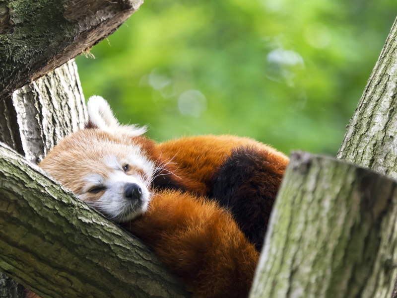 4K, red panda, wildlife