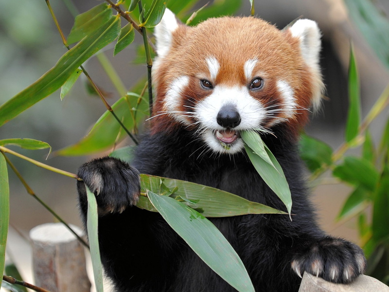 animals, nature, red, red panda, 1080P