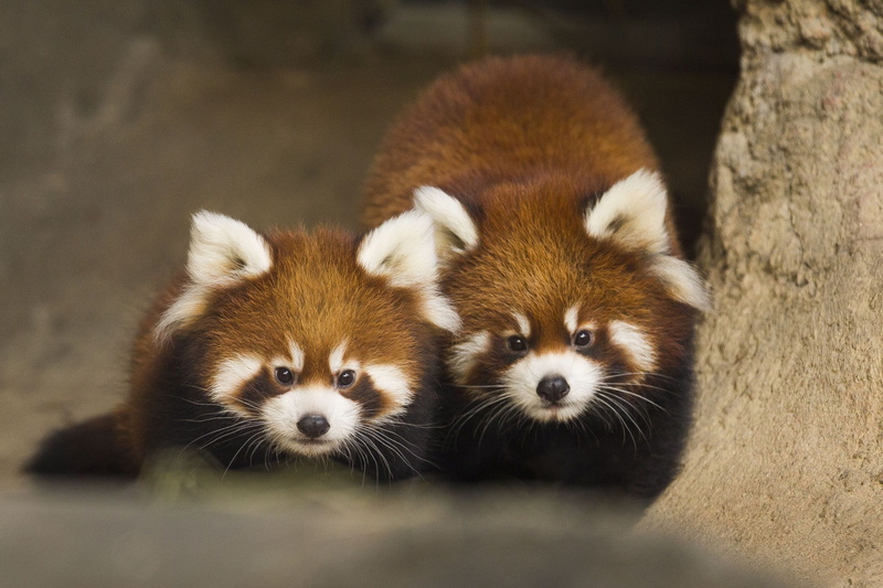 photography, 2K, red panda