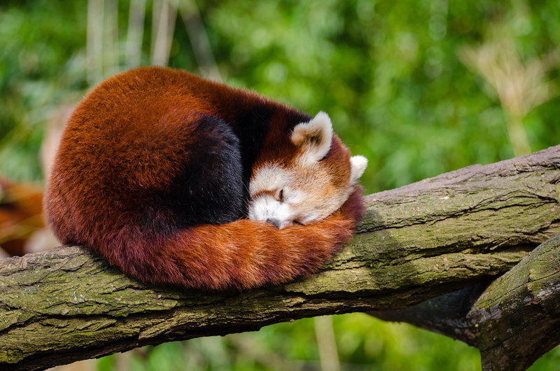 4K, 4K, Red panda