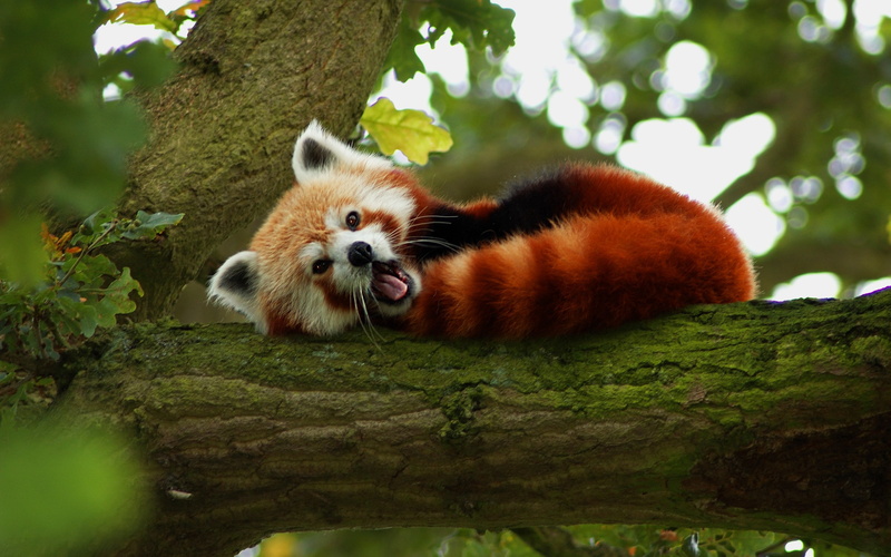 red, nature, animals, red panda, 2K