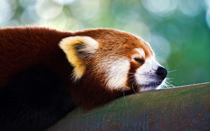 red, 2K, nature, animals, red panda