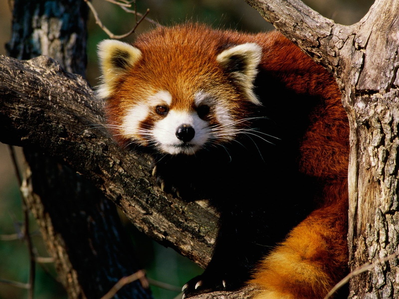 branch, animals, red panda, 720P