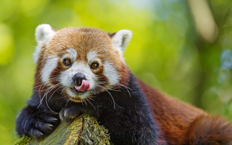 eyes, red, red panda, firefox, © Tambako The Jaguar, tongue, face, 2K, panda