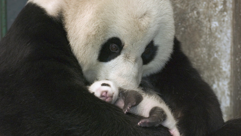 panda, animals, 1080P, panda bears, giant, china, hd, art, bears, nature