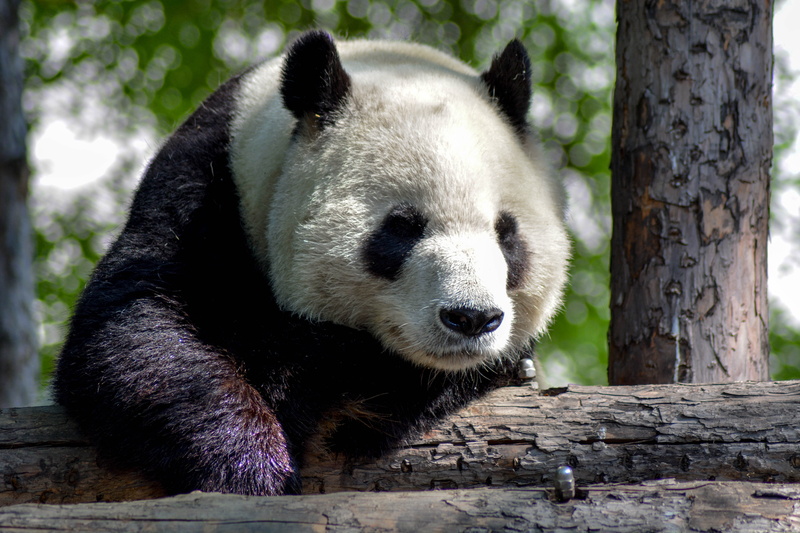 vertebrate, animal themes, photography, giant panda, white, teddy, china, animal, one animal, animal wildlife, beijing zoo, tree, tired panda, oak, panda