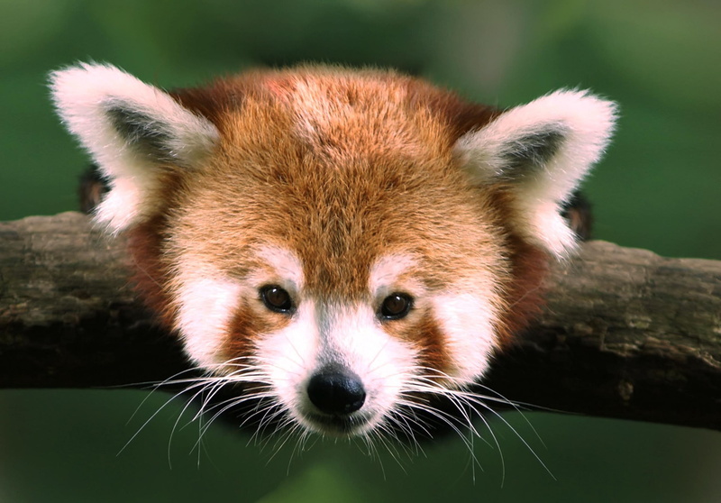 focus on foreground, animal, outdoors, cool pictures, nature, vertebrate, mammal, animal images, baby animals, cute animals, one animal, looking away, animal wildlife