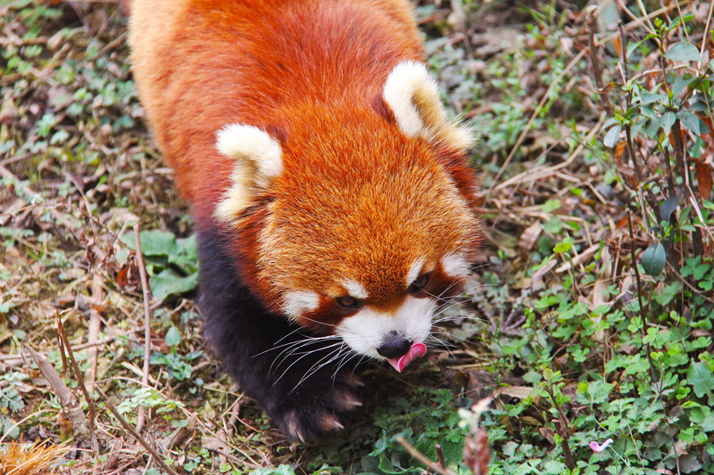 zoo, tourist, vacation, city, animal, vertebrate, land, day, panda, animal head, adorable, focus on foreground, lovable, black and white, animal wildlife