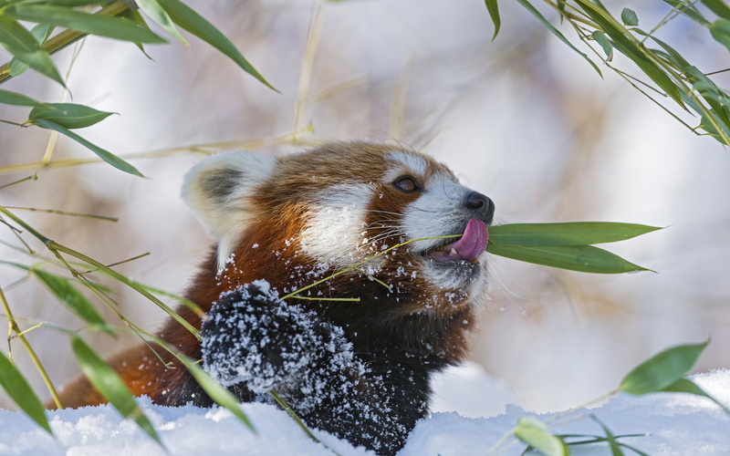 Eating, Snow, Bamboo, Red, 1080P, Panda, Firefox, Winter