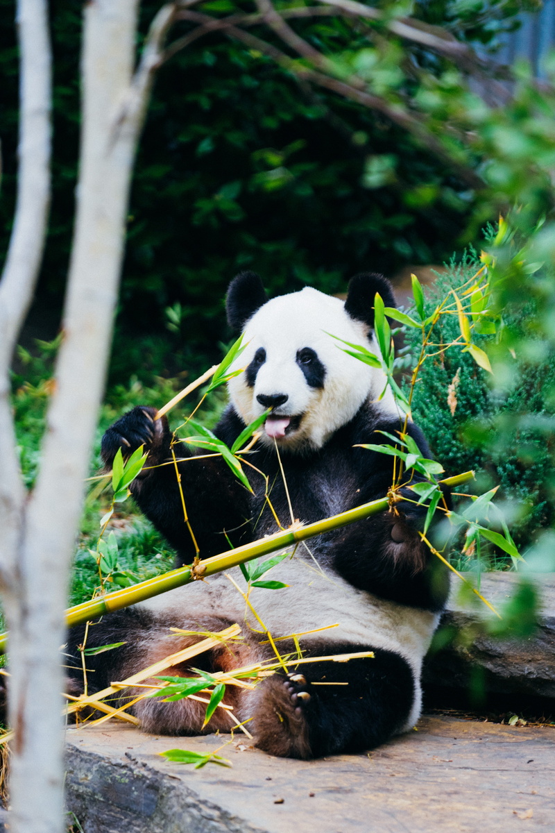 no people, giant panda, animal themes, bamboo - plant, outdoors, tree, herbivorous, endangered species, 5K, animal wildlife, one animal, nature, day, animal