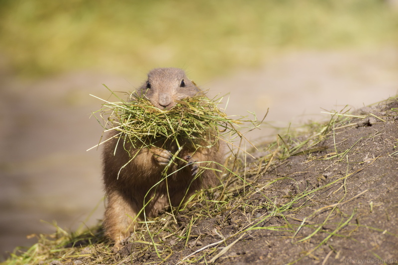 animal, animals In The Wild, tiergarten, 700d, brown, nature, canon  eos, outdoors, deutschland, mammal, germany, tamron, 4K, cute, squirrel, rodent, wildlife
