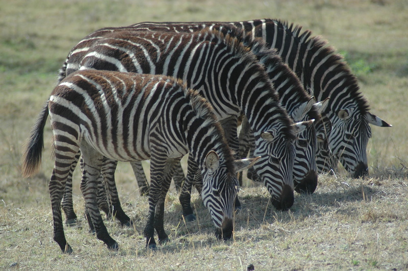 outdoors, herd, colt horse, vertebrate, eating, daytime, insect, foal, zoo, zebra, two animals, plant, horse, fowl, mammal, field, no people, grazing, butterfly