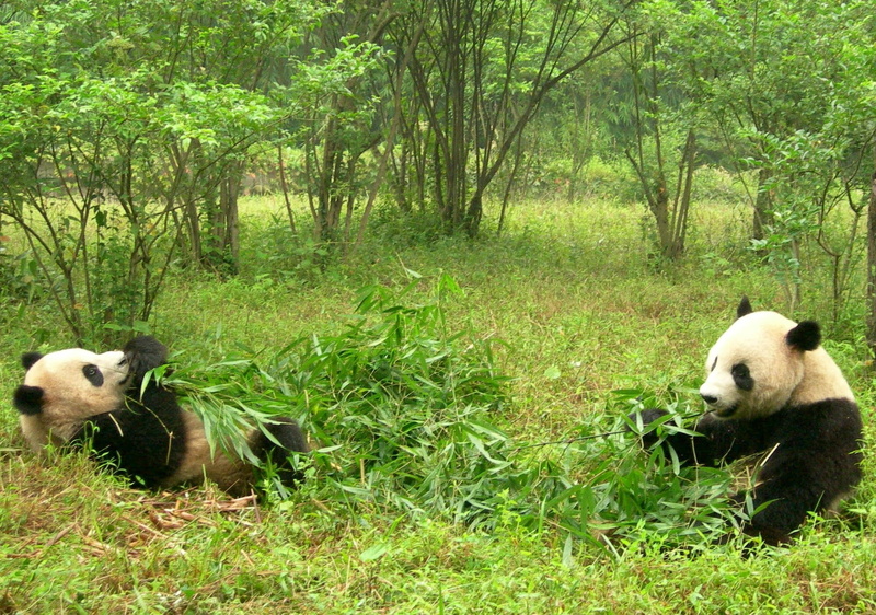 nature, fur, grass, two, animal wildlife, china - East Asia, animals In The Wild, one Animal, wilderness Area, animal themes, couple, outdoors, group of animals