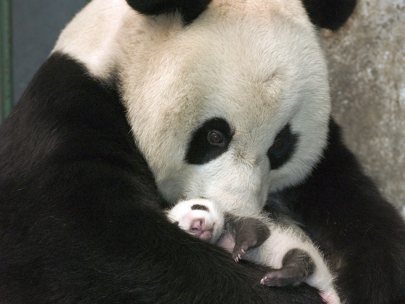 close-up, wildlife, animals In The Wild, wildlife Reserve, animal head, fur, chengdu, panda - Animal, white, animal themes, day, eating, animals And Pets